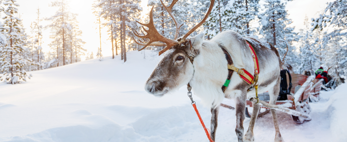 Magical Lapland Holidays